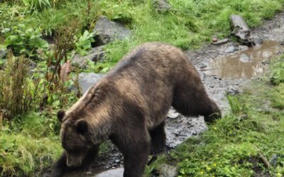 Alaska ports of Call – Sitka is all about wildlife with culture and history thrown-in