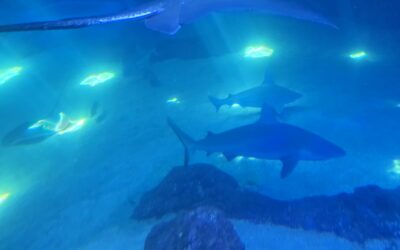 Going to Maui? Part III – Touring the ocean depths from the comfort of an air-conditioned building