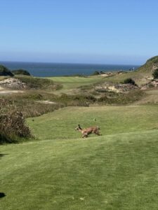 PacificDunesMatthew8