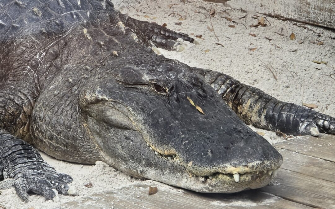 Non-Disney Florida Excursion, Day Four — Hidden gem Wild Florida Adventure Park; African Savannah meets Florida Everglades