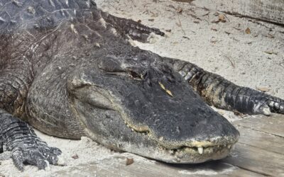 Non-Disney Florida Excursion, Day Four — Hidden gem Wild Florida Adventure Park; African Savannah meets Florida Everglades