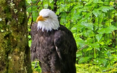 Jackie the Eagle was more than just a bird to those who loved and followed her